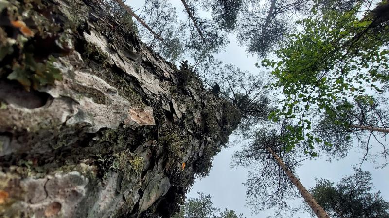 Puunrunko ja puiden latvoja taivasta vasten, kuvattu alhaalta päin.