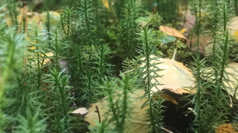 Lähikuva metsäsammaleesta ja kellastuneista lehdistä. Närbild av skogsmossa med gulnade löv.
