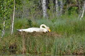 Valkoinen joutsen lepää pesässään matalassa ruovikossa veden äärellä.