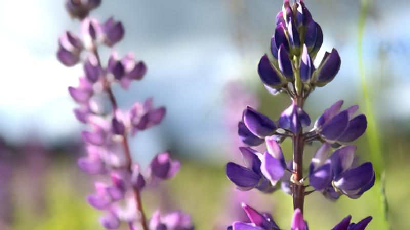Lähikuva violetinsinisistä lupiinikukista kesäisessä luonnossa.
