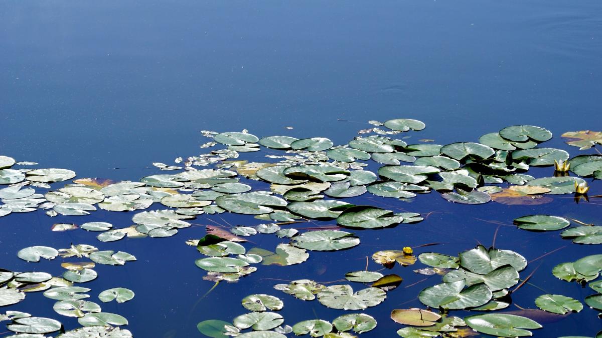 Tyyni vedenpinta jossa kelluu runsaasti vihreitä lumpeenlehtiä.