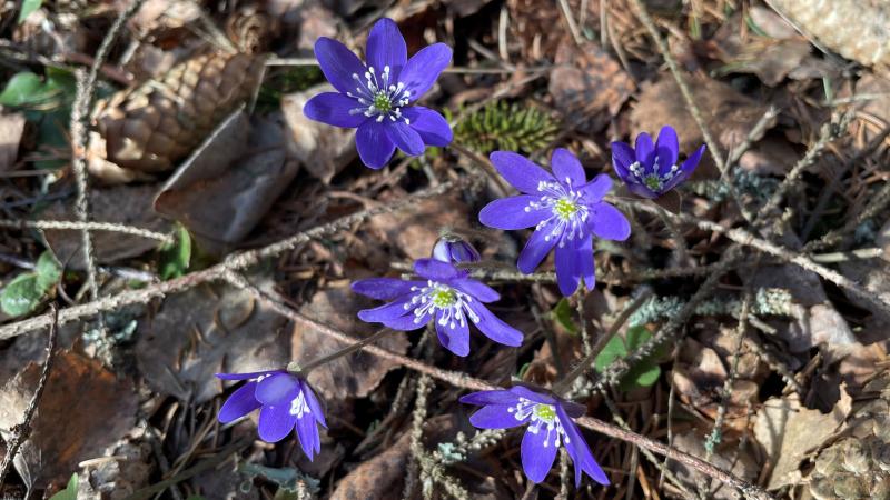 Kuvassa on sinivuokkoja.